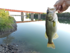 Micropterus salmoides