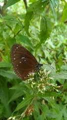 Euploea tulliolus koxinga