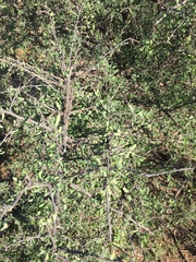 Condalia globosa