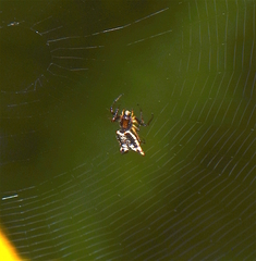 Micrathena plana