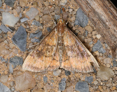 Pyrausta rubricalis