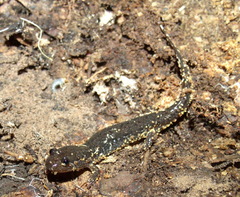 Desmognathus brimleyorum