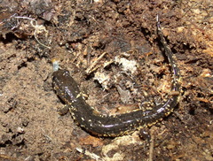 Desmognathus brimleyorum