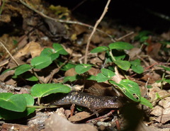 Desmognathus brimleyorum