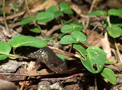 Desmognathus brimleyorum