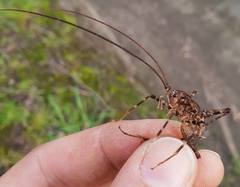 Pleioplectron simplex