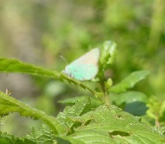 Callophrys dumetorum