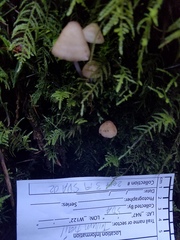 Heterotextus luteus