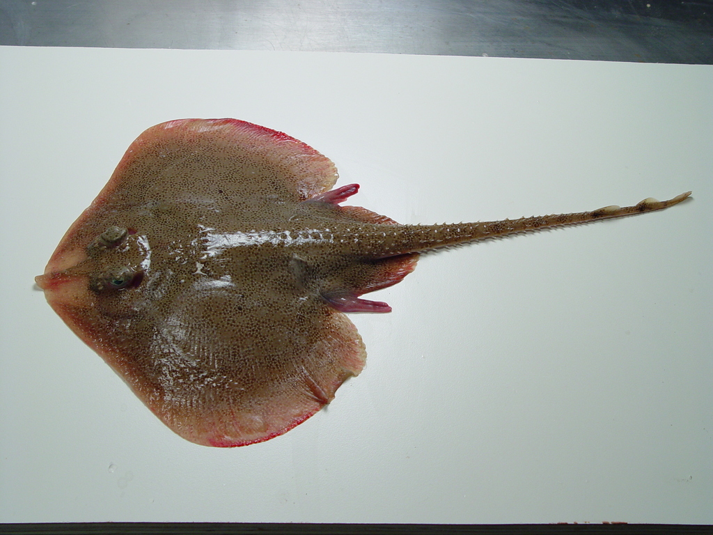Freckled Skate