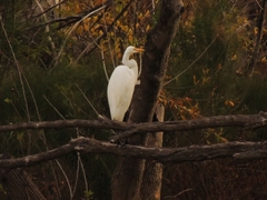 Ardea alba