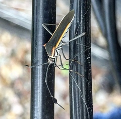 Plapigus circumcinctus