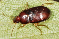 Amara rubrica