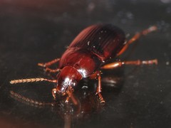 Amara rubrica