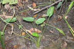 Pontederia sagittata