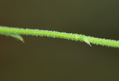 Croptilon hookerianum