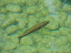 Micropterus salmoides