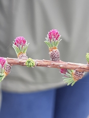 Larix laricina image