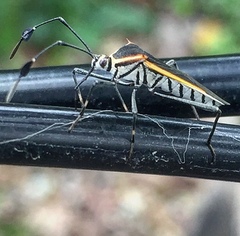 Plapigus circumcinctus