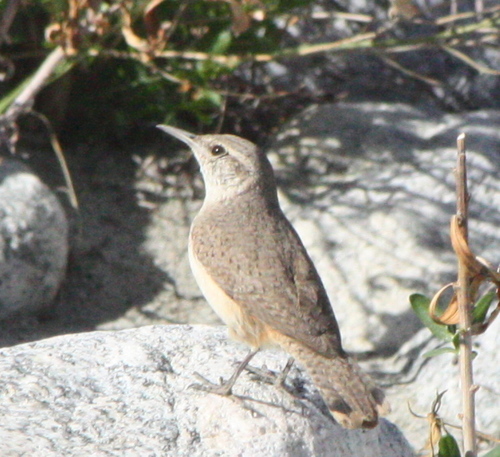 Salpinctes obsoletus
