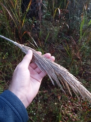 Erianthus alopecuroides