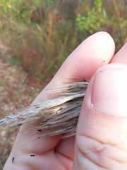 Erianthus alopecuroides, photograph Will McFarland, CC BY, iNaturalist via GBIF