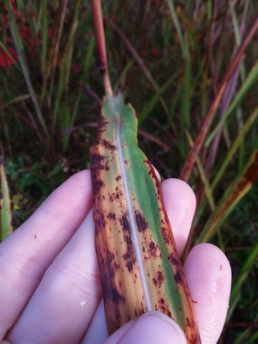Erianthus alopecuroides, photograph 3