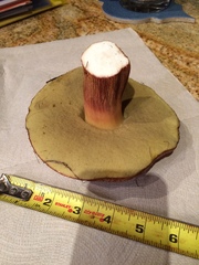Boletus fibrillosus