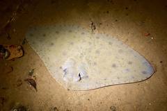 Japanese Butterflyray photo 2
