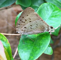 Pseudolycaena