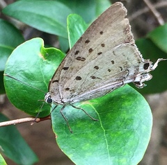 Pseudolycaena