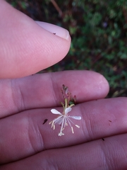 Oenothera filipes