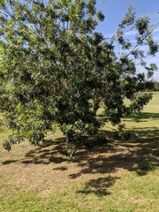 Popplepsalta notialis