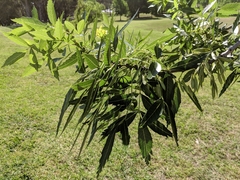 Popplepsalta notialis