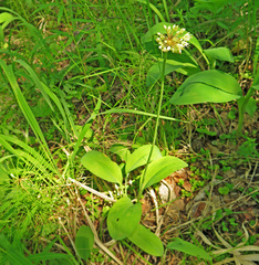 Allium microdictyon