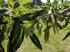 Popplepsalta notialis