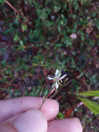 Image of Oenothera filipes by (c) Will McFarland, some rights reserved (CC BY)