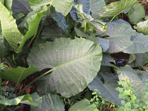 Alocasia macrorrhizos