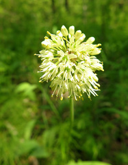 Allium microdictyon