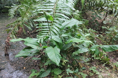 Spathiphyllum