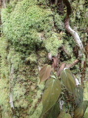 Leucophanes octoblepharioides