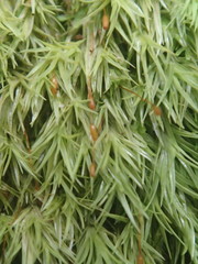 Leucophanes octoblepharioides