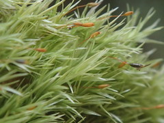 Leucophanes octoblepharioides