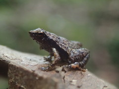 Sechellophryne gardineri