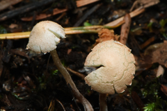 Cystolepiota seminuda