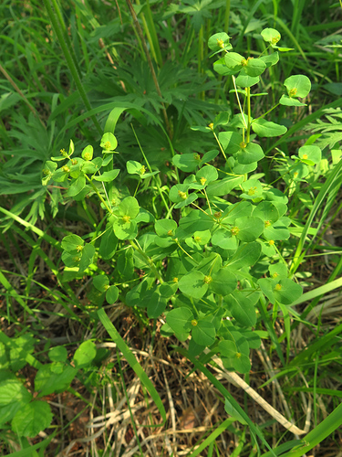Euphorbia jenisseiensis