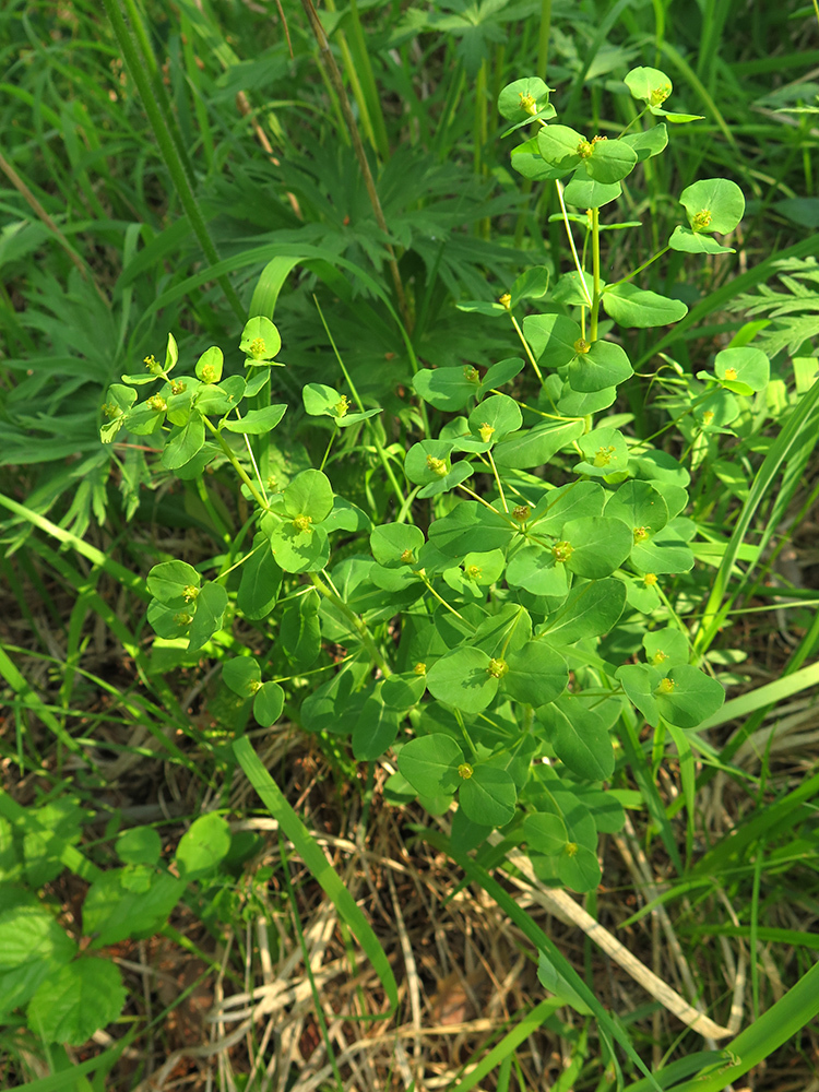 Euphorbia jenisseiensis
