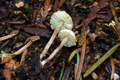 Cystolepiota seminuda
