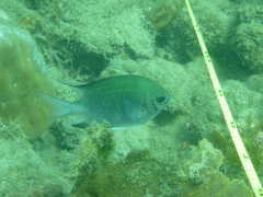 Amblyglyphidodon indicus