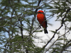 Pyrocephalus rubinus