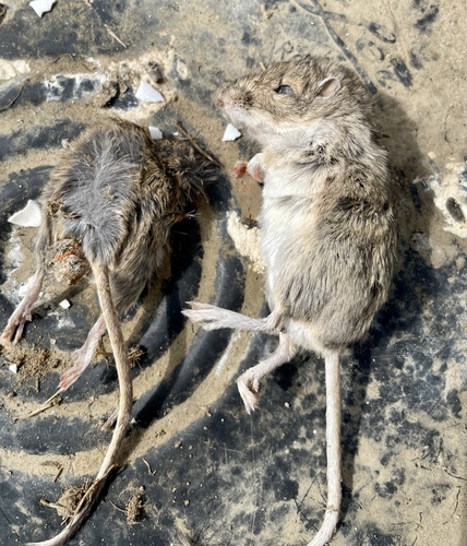 Great Basin Pocket Mouse